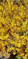 Forsythia viridissima