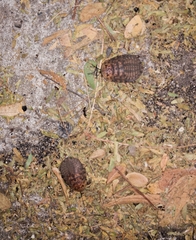 Blaberinae