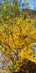 Forsythia viridissima