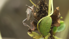 Leptoglossus chilensis