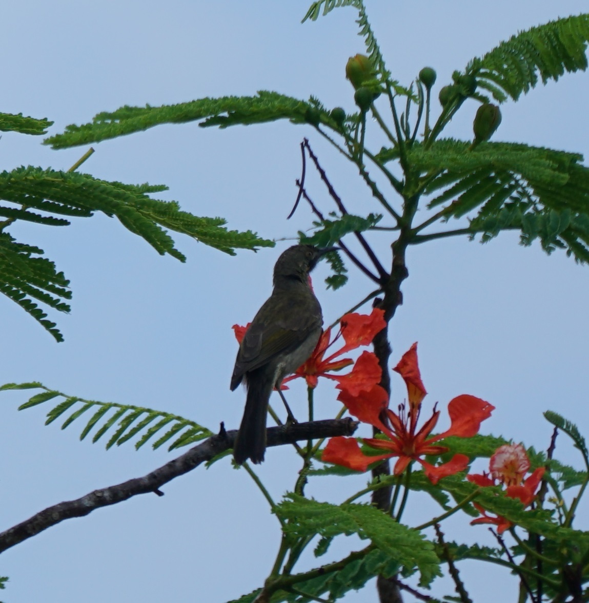 Western Wattled-Honeyeater illustration