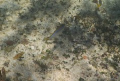 Caranx bartholomaei