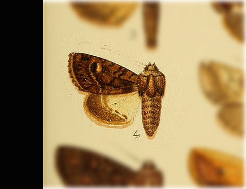 Heterochroma albipuncta