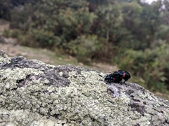 Astylus aulicus