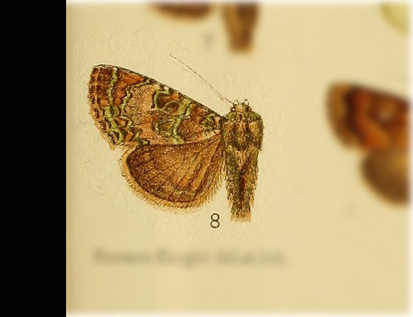 Heterochroma chlorographa