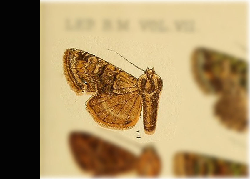 Cropia poliomera