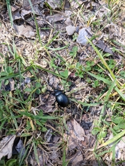Timarcha tenebricosa