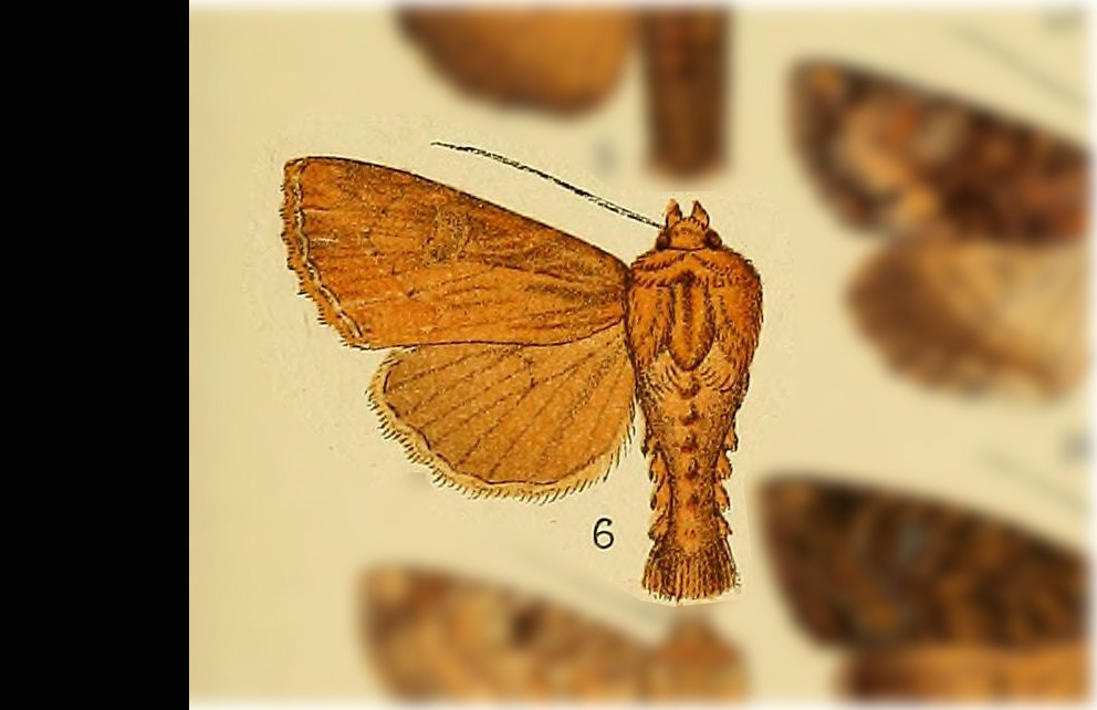 Apamea genialis