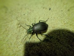 Calosoma alternans