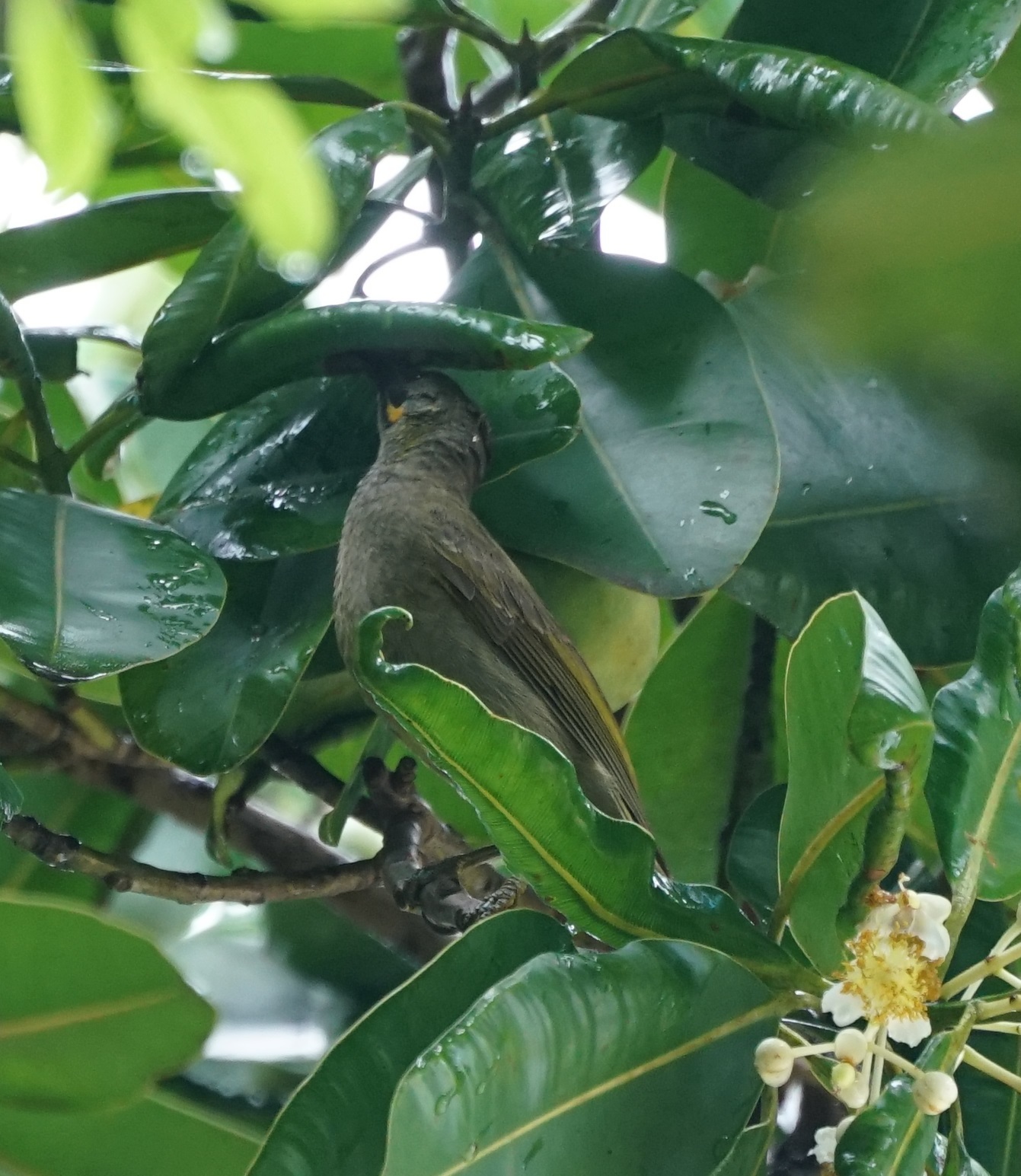 Kikau (Foulehaio procerior), photo 6