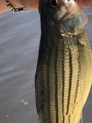 Morone mississippiensis