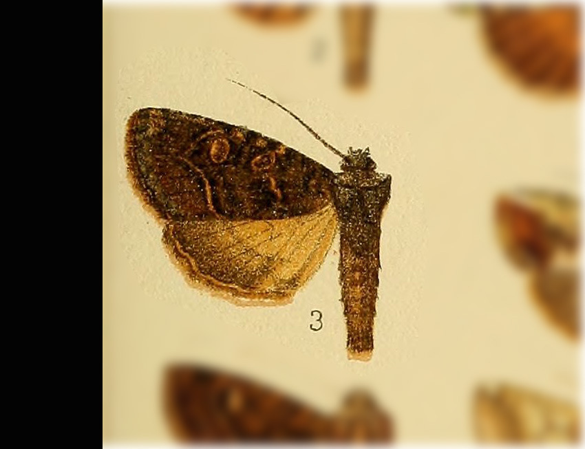 Heterochroma thermida
