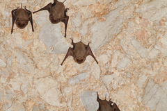 Taphozous melanopogon