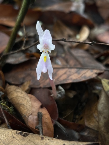 Brachycorythis lastii