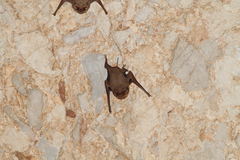 Taphozous melanopogon