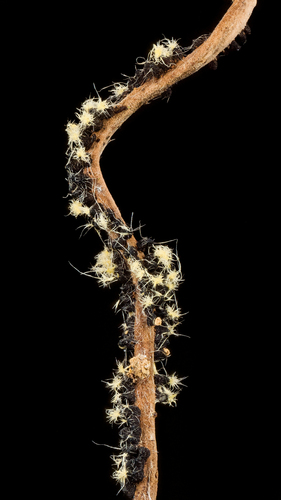 Ophiocordyceps sp.