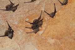 Taphozous melanopogon