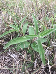 Asclepias emoryi