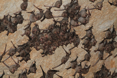 Taphozous melanopogon