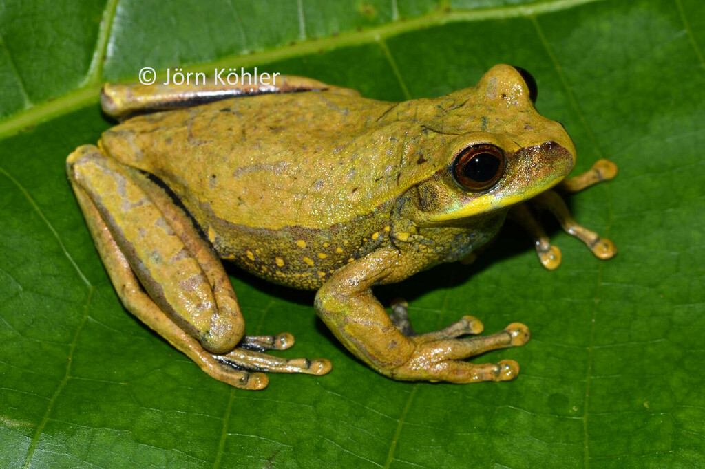 Lower Andes Tree Frog