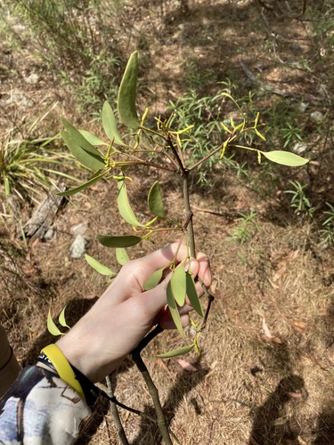 Muellerina eucalyptoides