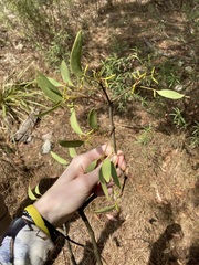 Muellerina eucalyptoides