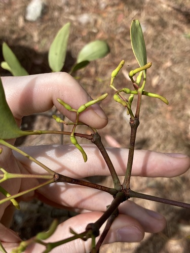 Muellerina eucalyptoides, photograph 1