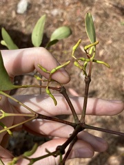 Muellerina eucalyptoides, photograph Thomas Mesaglio, CC BY, iNaturalist via GBIF