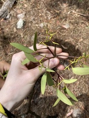 Muellerina eucalyptoides, photograph Thomas Mesaglio, CC BY, iNaturalist via GBIF