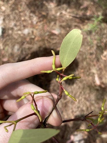 Muellerina eucalyptoides, photograph 2