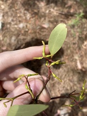 Muellerina eucalyptoides, photograph Thomas Mesaglio, CC BY, iNaturalist via GBIF