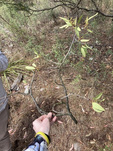 Muellerina eucalyptoides, photograph 4