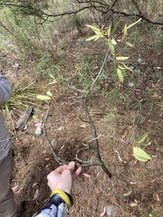 Muellerina eucalyptoides, photograph Thomas Mesaglio, CC BY, iNaturalist via GBIF