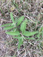 Asclepias emoryi