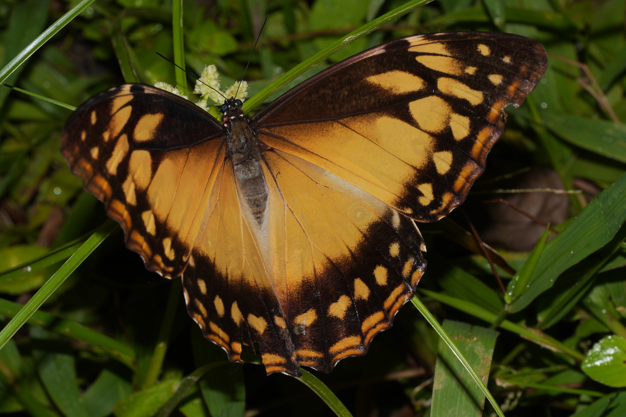 Cypris Morpho (Morpho cypris) · iNaturalist