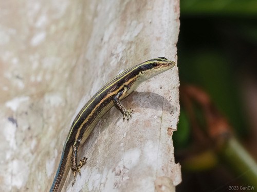 Emoia caeruleocauda observed 2023-10-25