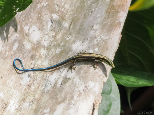 Emoia caeruleocauda observed 2023-10-25