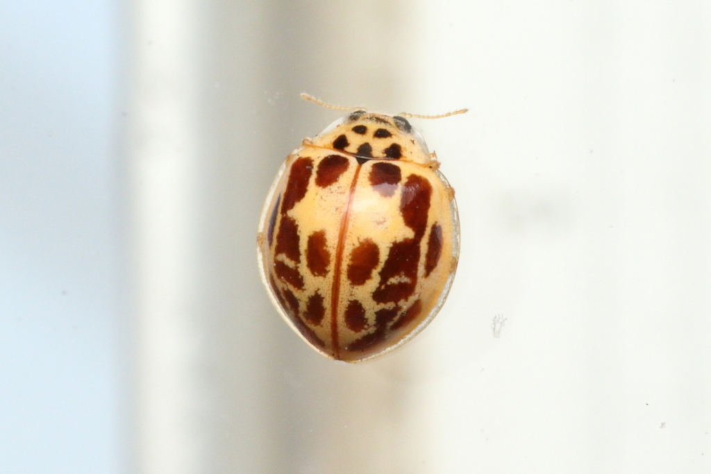 Psyllobora confluens