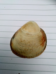 Laevicardium crassum