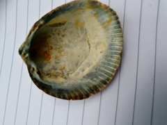 Laevicardium crassum