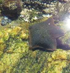 Parvulastra dyscrita