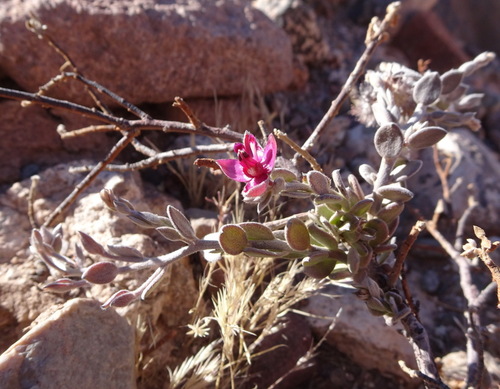 Image of Krameria lappacea by (c) Rodrigo Castillo Tapia, some rights reserved (CC BY)