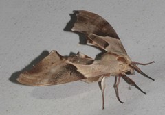 Coequosa australasiae