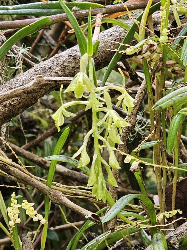 Epidendrum angustissimum Lindl.