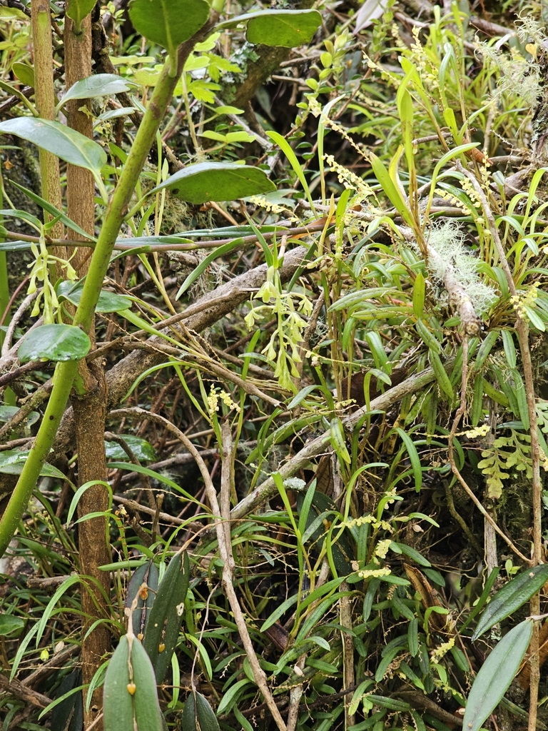 Epidendrum angustissimum Lindl. 2