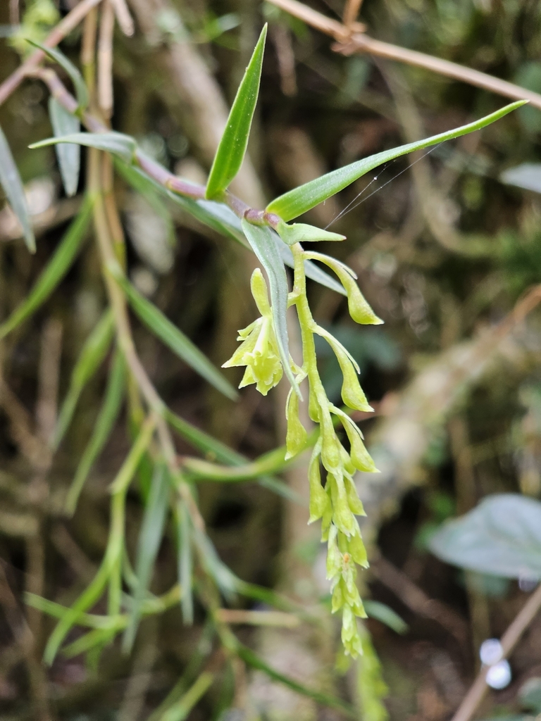 Epidendrum angustissimum Lindl. 3
