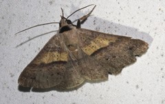 Ophyx eurrhoa