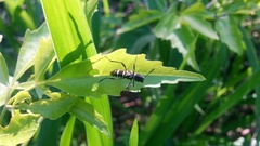 Neoclytus pusillus