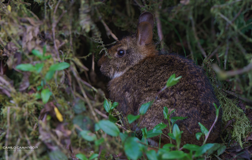 Colombian Tapeti (Sylvilagus salentus) — Data Deficient Mammalia