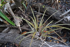 Tillandsia fasciculata